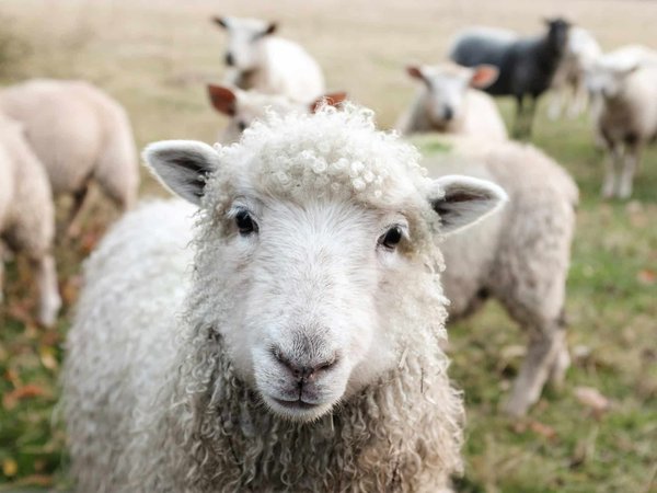 Guide pratique pour un camping réussi en pleine nature avec vos animaux de ferme